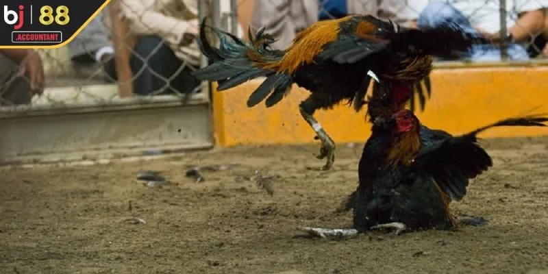 Mẹo vàng nâng cao khả năng thắng lớn